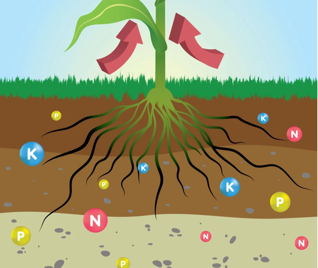 understanding of plant nutrition